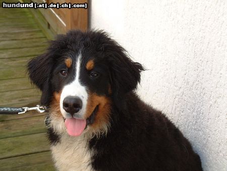 Berner Sennenhund Ben, 5 Monate