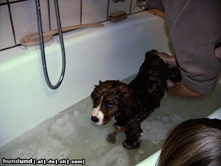 Berner Sennenhund kam vom Bauernhof in mein neues Heim,sah aus wie ein Schwein und mußte gleich in die Badewanne hinein.