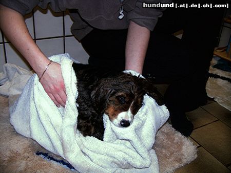 Berner Sennenhund und nun schlafe ich gleich ein 