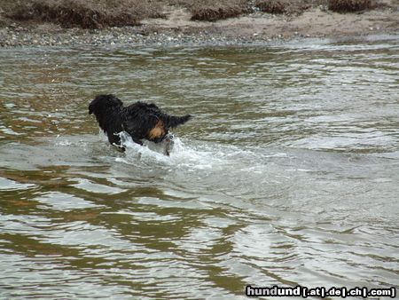 Berner Sennenhund Jetzt aber raus hier !