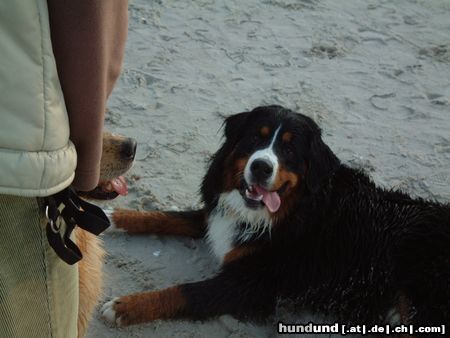 Berner Sennenhund Ben