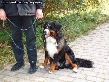 Berner Sennenhund Ben