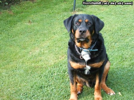 Berner Sennenhund bernweiler (roti-bernermix)