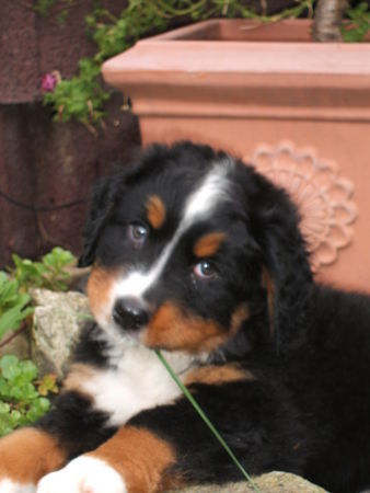 Berner Sennenhund Bin ich nicht süss ???