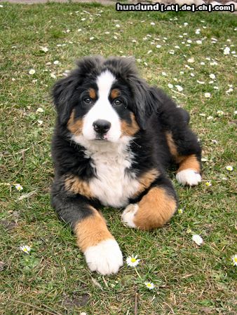 Berner Sennenhund jessie