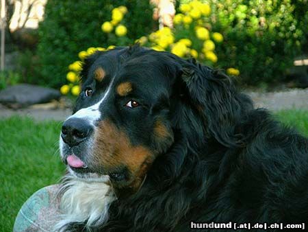 Berner Sennenhund PotterJoe sagt...bähhhh!! ;-))