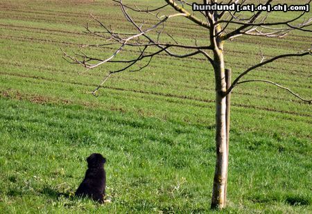 Berner Sennenhund jessie