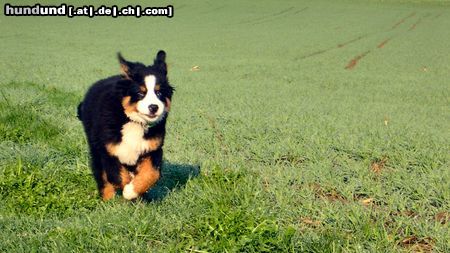 Berner Sennenhund jessie