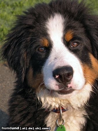 Berner Sennenhund jessie