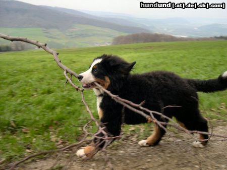 Berner Sennenhund jessie