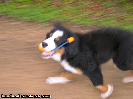 Berner Sennenhund spiiiiiiieeeeleeeen !  :)