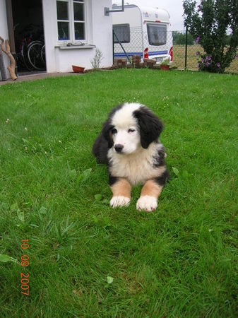 Berner Sennenhund Mein Collin mit 13 Wochen