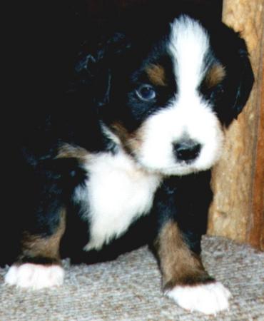 Berner Sennenhund Henk