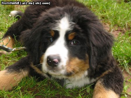 Berner Sennenhund