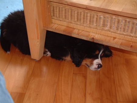 Berner Sennenhund Ben hat ein Plätzchen gefunden