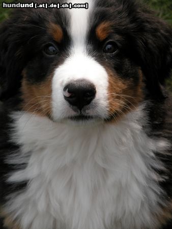 Berner Sennenhund Unser Berner-Emil mit 10 Wochen