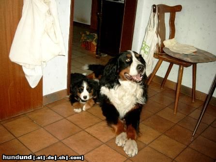 Berner Sennenhund Henry und Joschi