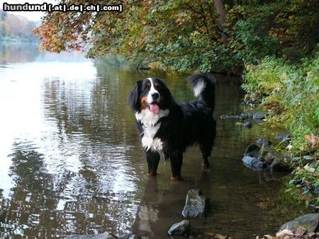 Berner Sennenhund Eddi 