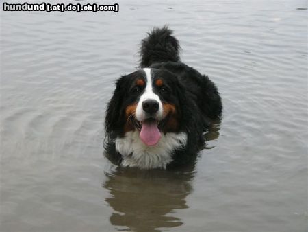 Berner Sennenhund Eddi 