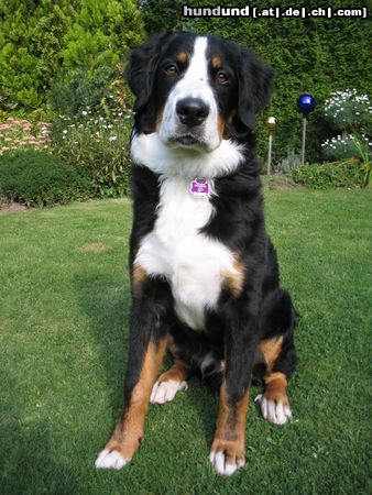 Berner Sennenhund Gestatten, mein Name ist PAUL