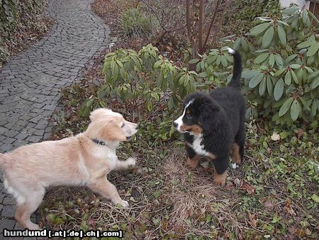 Berner Sennenhund Emily (Berner) und Paul (Golden)