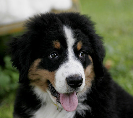 Berner Sennenhund Emma (11 Wochen alt)