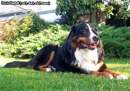 Berner Sennenhund Filou 2004