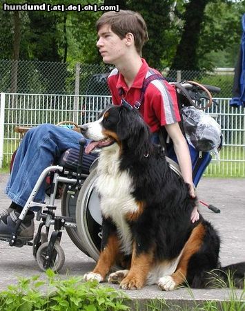 Berner Sennenhund Freunde fürs Leben