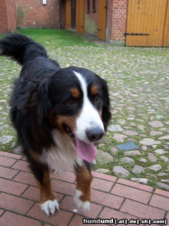 Berner Sennenhund