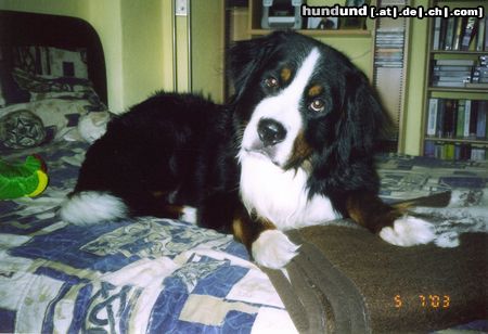 Berner Sennenhund Gino-Er war der tollste Hund der Welt :-(