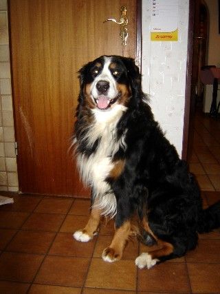 Berner Sennenhund Henry v. Dünner Wiesergrund, 3 Jahre