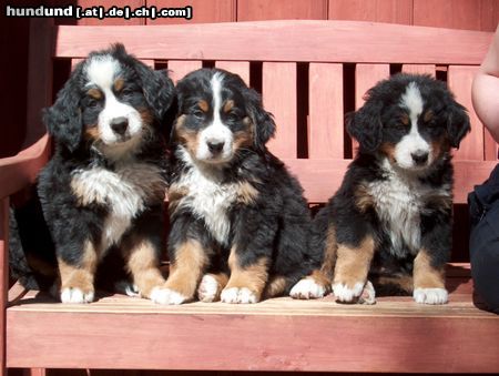 Berner Sennenhund Kennel Private-Stefal