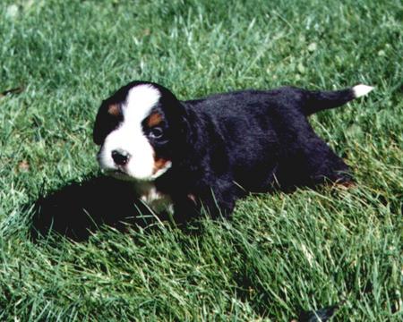 Berner Sennenhund Henk