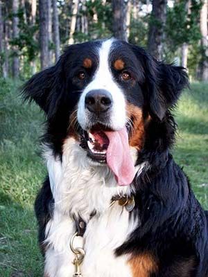 Berner Sennenhund Hexe Ambra v. Ameisberg