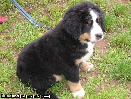 Berner Sennenhund