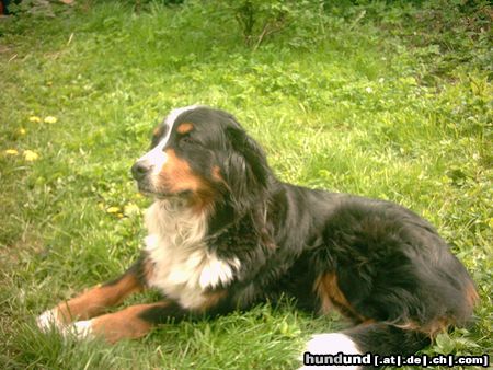 Berner Sennenhund Ah, ein schönes Sonnenbad ist doch was feines. Püppy auf der Wiese.  