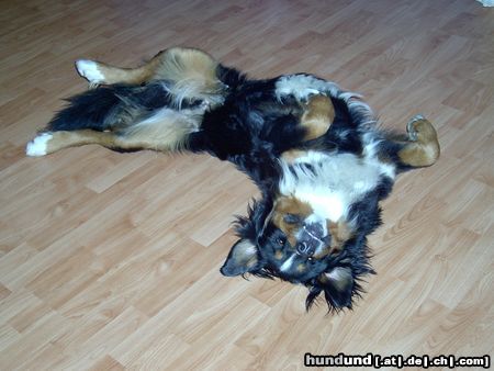 Berner Sennenhund Unser Berni beim schlafen