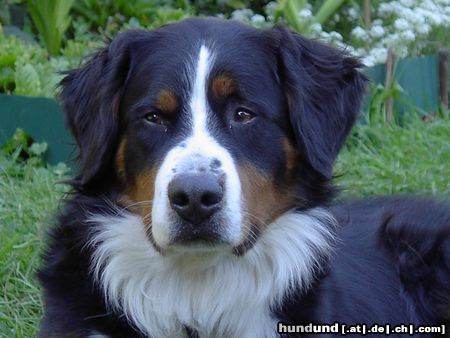 Berner Sennenhund Romeo von Orsanka