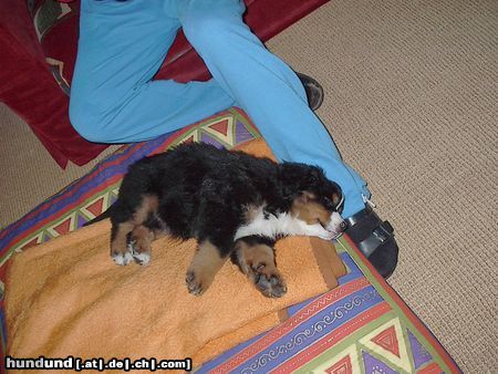 Berner Sennenhund Emily (mit 8 Wochen) gaaanz müde