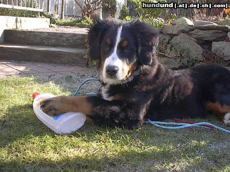 Berner Sennenhund Emily mit 5 Monate