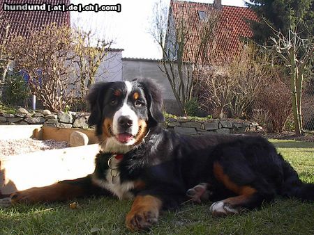 Berner Sennenhund Emily