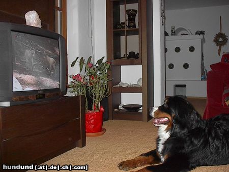 Berner Sennenhund Emily schaut 