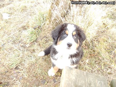 Berner Sennenhund Sansho - 12 Wochen