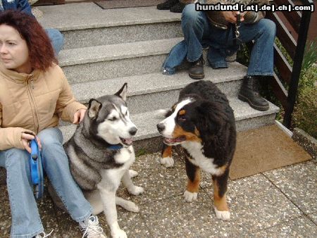 Berner Sennenhund Sancho und Akita