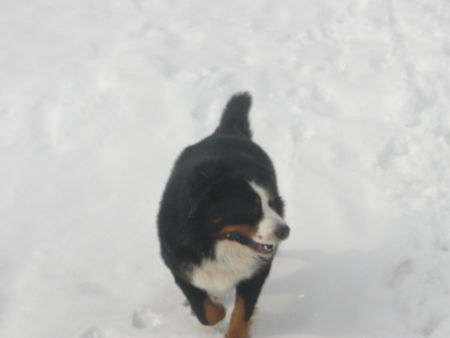 Berner Sennenhund Tommy