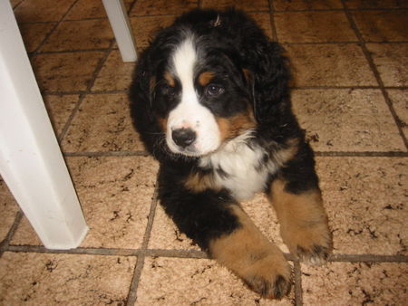 Berner Sennenhund Mia 9 wochen