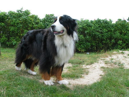 Berner Sennenhund Aika zu Besuch in Hvidbjerg