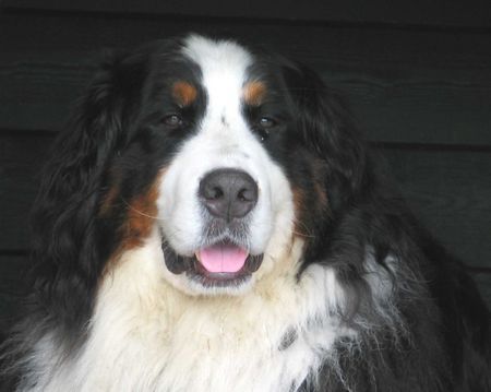 Berner Sennenhund Aika - der Hund der aus dem Dunkel kam...