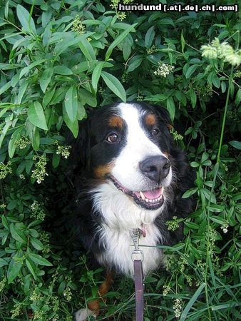 Berner Sennenhund Benny