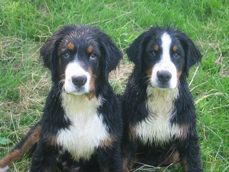 Berner Sennenhund unsere zwei Berner nach dem schwimmen